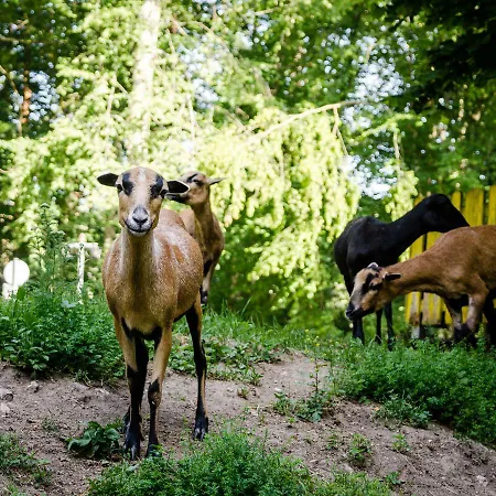 Wallfahrts-gaststaette Heilbruennl